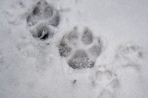 lupi neve