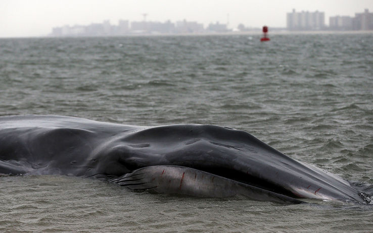 foto_balena_spiaggia_new_york_getty_01_1