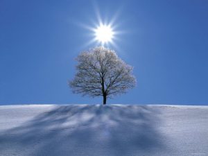 sun-shining-in-blue-sky-over-tree-in-winter-snow-biei-hokkaido-japan-photographic-print-c130626641