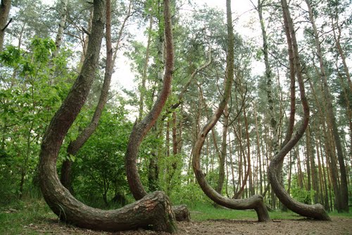 crooked_forest