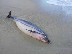 delfino morto tropea