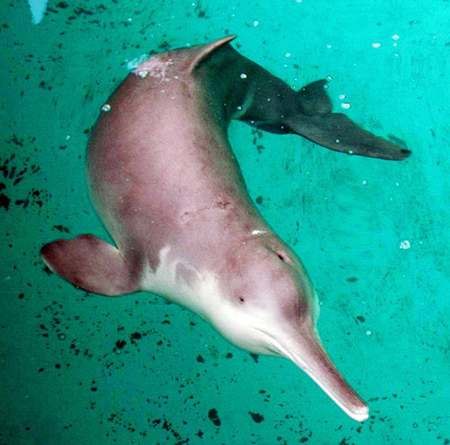 delfino di fiume
