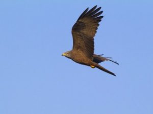 20130310-uccello-rapace-volo-320x240