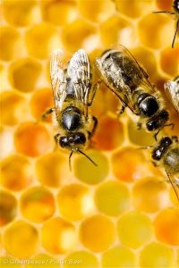 Bees on a Honeycomb in the NetherlandsBijen op een Honingraat