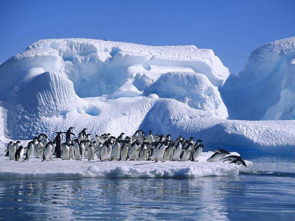 pinguini antartide