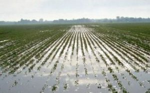 agricoltura campo allagato