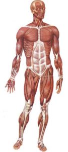 corpo_umano