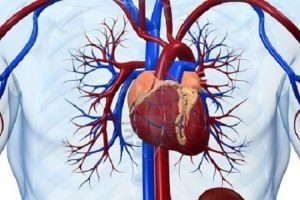 cuore 2