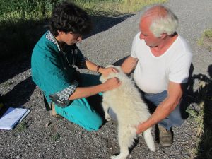 Vaccinazione_cimurro_Aielli_20_06_13_web (6)