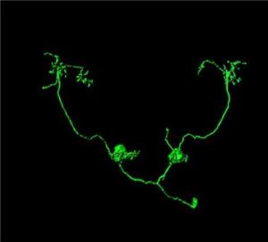 neuron projection