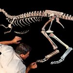 resti-di-un-dinosauro