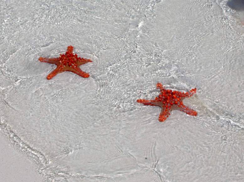 stelle marine
