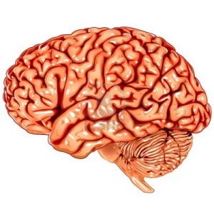 IMMAGINE CERVELLO 2