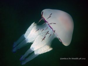 Rhizostoma pulmo