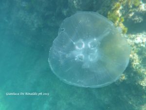 aurelia aurita