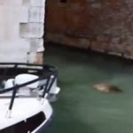 foca-a-venezia-300x168