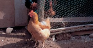 galline