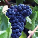 geologia_vino_imm2