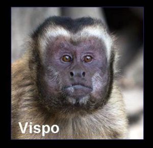 vispo