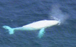 balena bianca