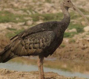 ibis