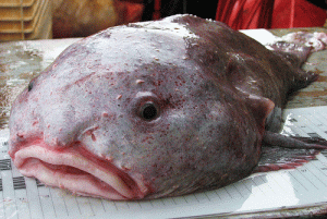Blobfish