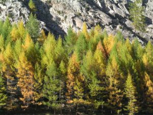 Bosco_larice_Foliage__PNGP