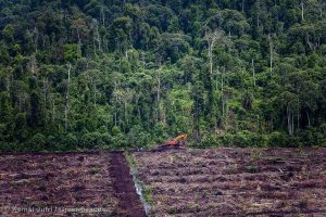 Peatland Palm Oil Plantation in Riau