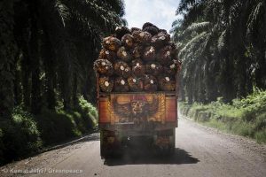Transporting Oil Palm Fruit Bunches in Riau