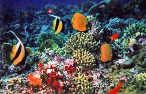 biodiversità tropici