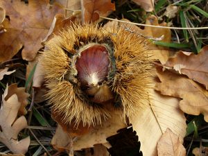 castagne2