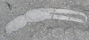 fossile scorpione 2