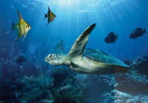 catalogo abitanti oceani