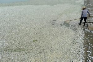 tonnellate di pesce morto