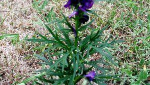 ACONITUM NAPELLUS - Copia