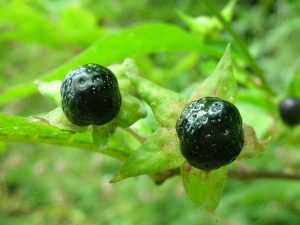 ATROPA BELLADONNA - Copia