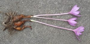 COLCHICUM AUTUMNALIS - Copia