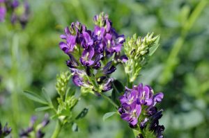 ERBA MEDICA NUOVA - Copia