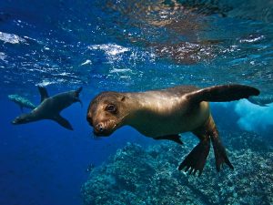 GALAPAGOS LEONI - Copia