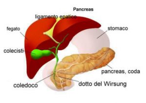 PANCREAS FECI - Copia