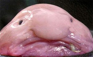 PESCE BLOB - Copia