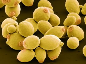 SACCHAROMYCES CEREVISIAE - Copia
