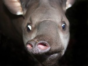 TAPIRO TERRESTRE 1