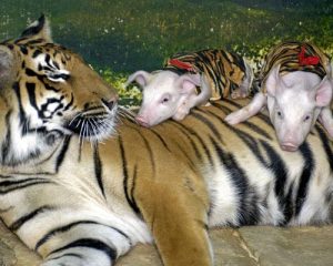 TIGRE MAIALINI TRAVESTITI - Copia