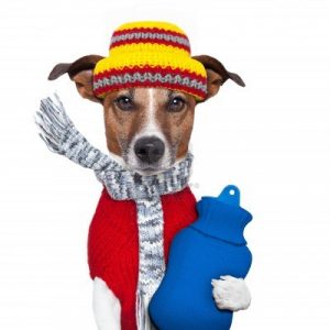 CANE SCIARPA - Copia