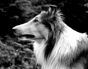 LASSIE OK - Copia