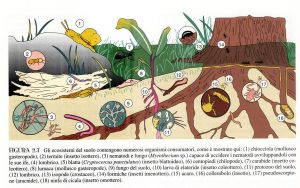 fauna suolo