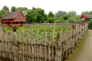 maori_orto