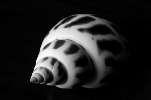 FIBONACCI CONCHIGLIA - Copia