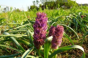 LAMPASCIONI 1 - Copia